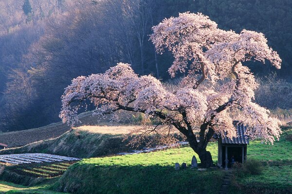 Bellissimo albero di Sakura nel bel mezzo della fioritura