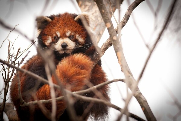 A red panda with a fluffy tail