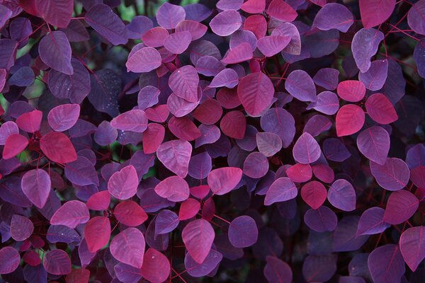 Hojas púrpuras de otoño