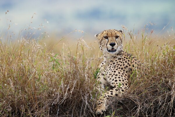 Wild cheetah runs through the grass