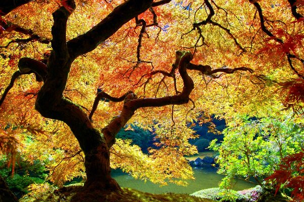 Vergilbte Blätter des Baumes im Herbst