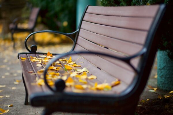 Złote liście na ławce w parku