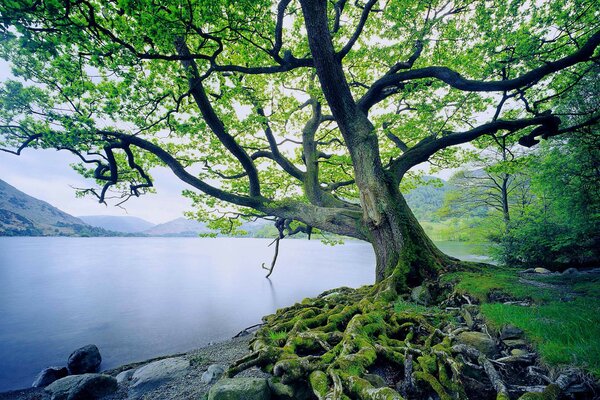 A green tree against a background of moss and a lake