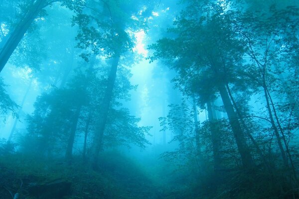 Ein düsterer blauer Wald im Nebel