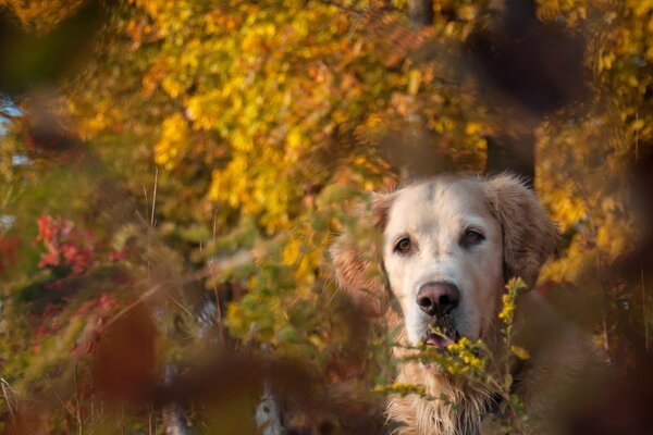 Herbstspaziergang mit einem Freund