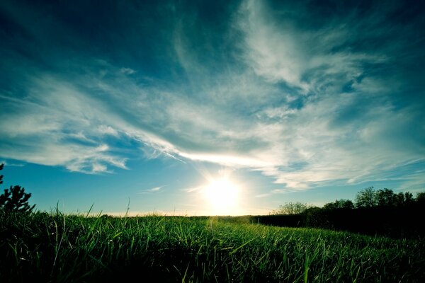 La luce solare accende l erba verde