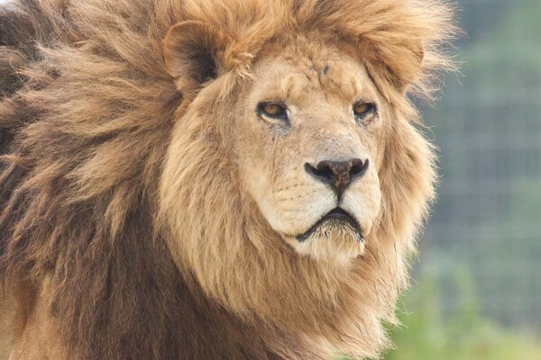 The King of Beasts is a predatory shaggy lion