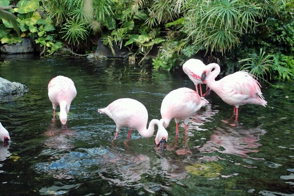 Un flamenco rosado bebe agua del río