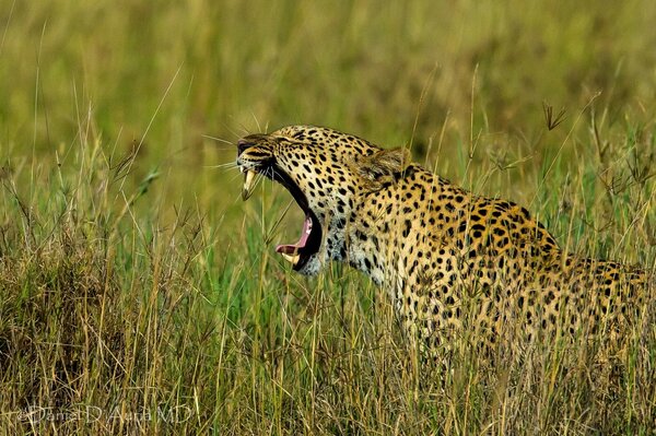 The roar of a leopard in the green grass