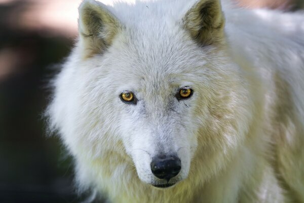 Rare espèce de loup blanc