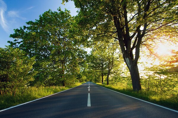 La strada è lunga lungo gli alberi il sole splende