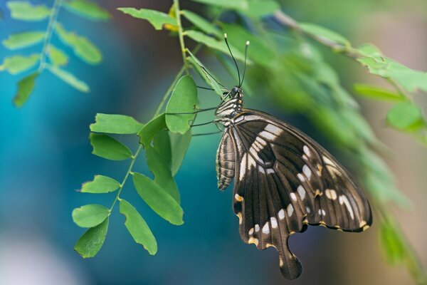 Макро фото бабочки на листе