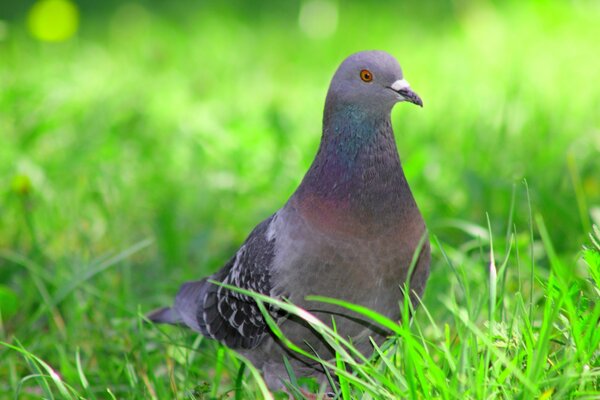 Pigeon on the background of bright grass