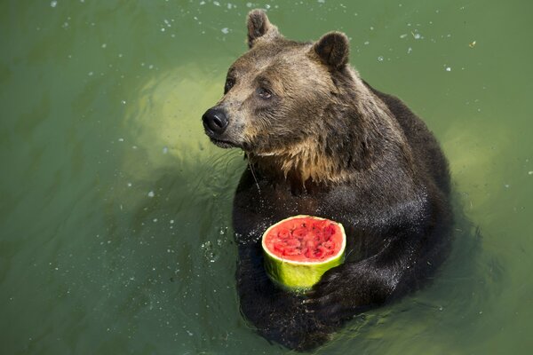 Ein Bär im Wasser hält eine Wassermelone