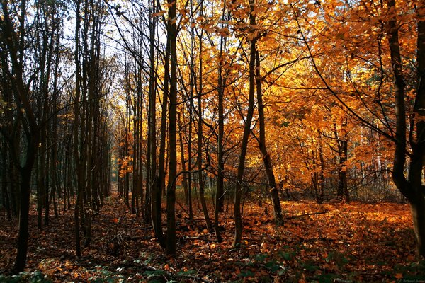 Foresta d autunno d oro in Germania