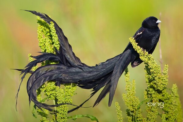 Long-tailed velvet weaver on a green background