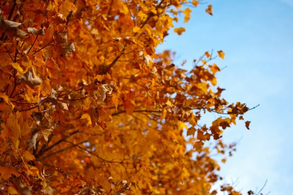 Autumn the yellow tree leaves are falling