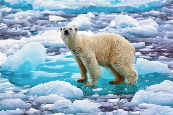 Orso polare su un lastrone di ghiaccio. Banchi di ghiaccio in acqua