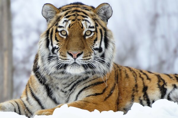 A big tiger is lying on the snow