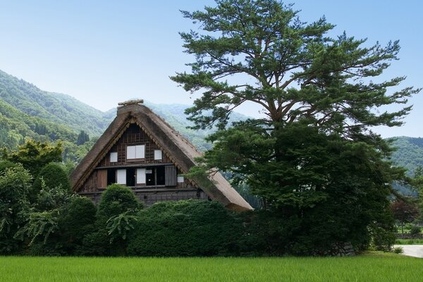 Zweistöckiges Haus in der Nähe des Waldes