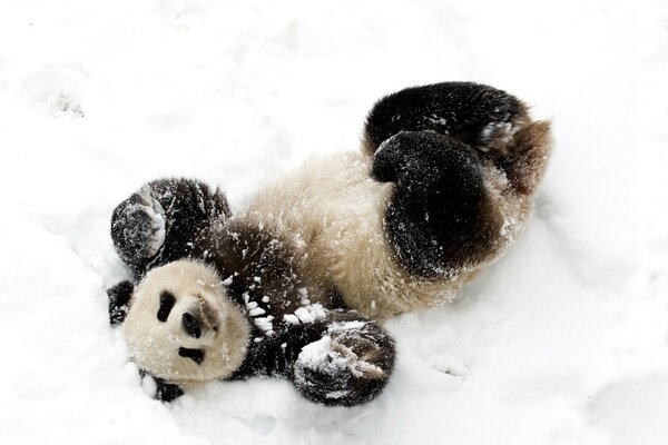 Panda rides on his back in winter