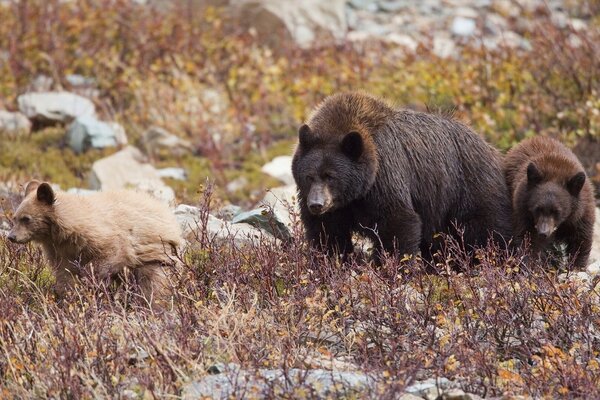 A family of bears walking in nature