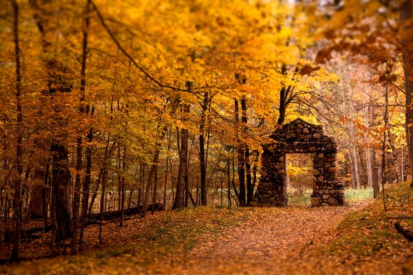 Herbst fallende Blätter vergilben den Wald