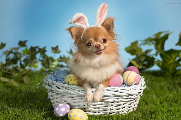 Cute Easter dog in the basket