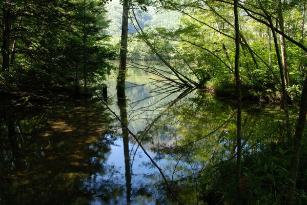 Reflejo del follaje de los árboles en el agua