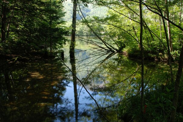 Отражение листвы деревьев на воде