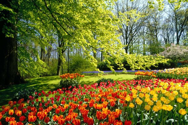 A glade of bright tulips on the river bank