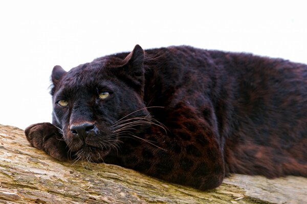 Pantera nera giace su un bar