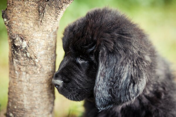 Cachorro negro Terranova junto al árbol