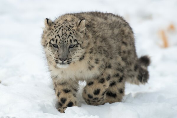 Die Wildkatze ging auf den Schnee