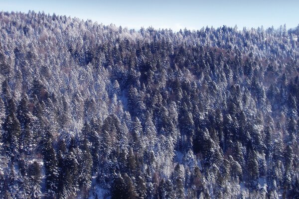 Winter forest from a height of flight