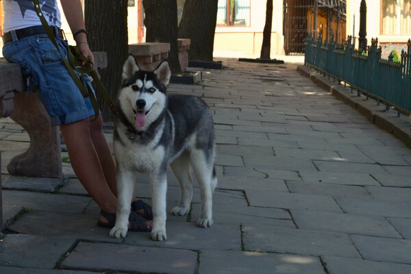 Fröhlicher Husky in der Sommerstraße