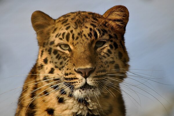 Wildkatze schaut in die Augen