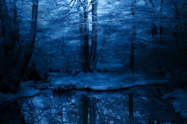 Snowy forest in winter