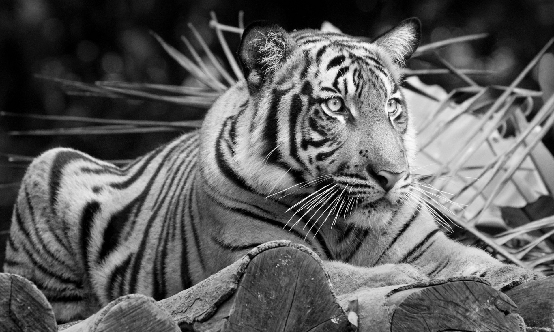 gato salvaje blanco y negro tigre