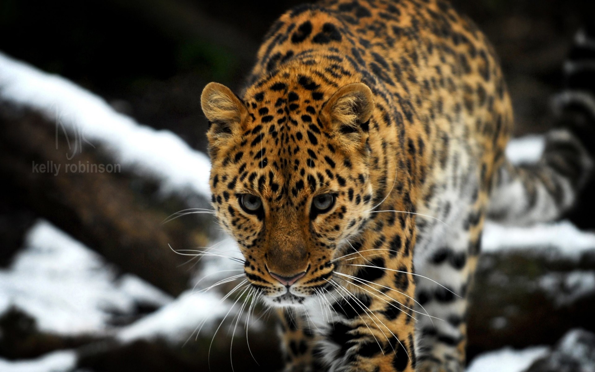 gatto selvatico leopardo dell amur leopardo dell estremo oriente