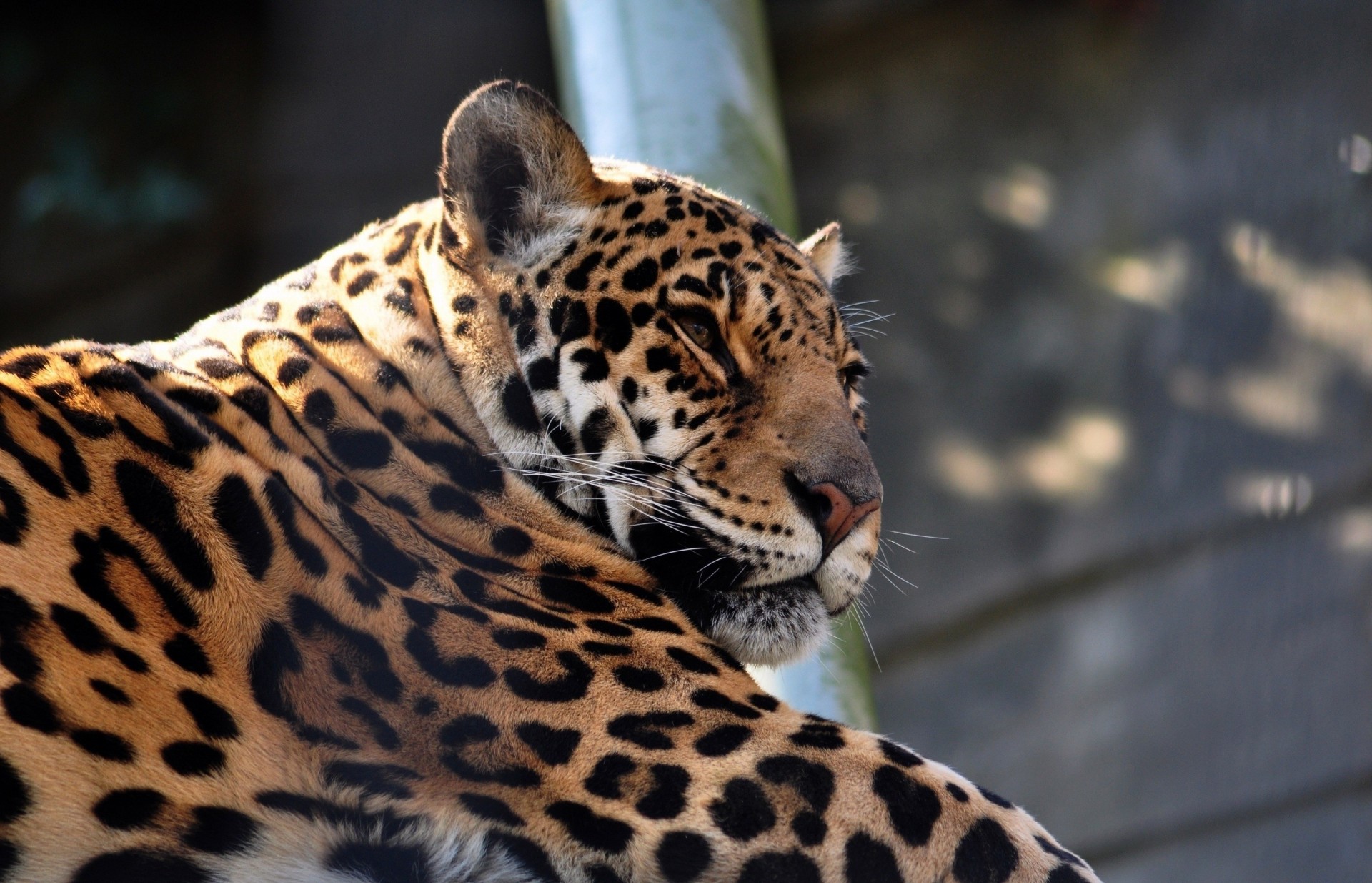 wild cat jaguar