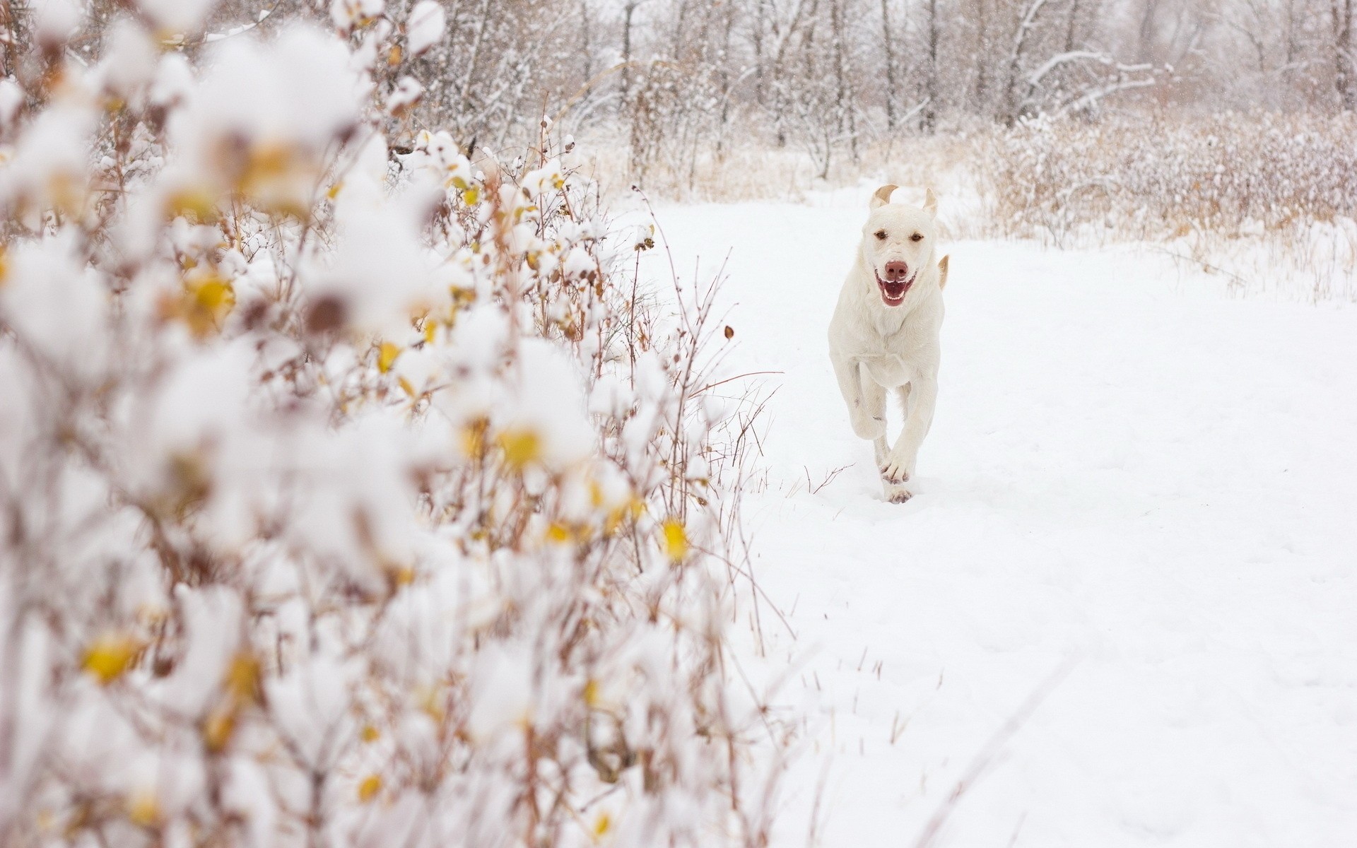 sfondo neve cane