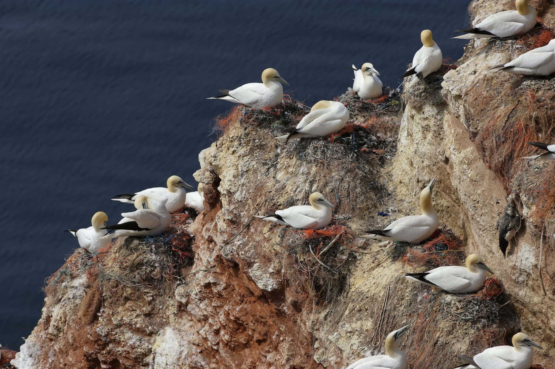 nido gaviotas rocas