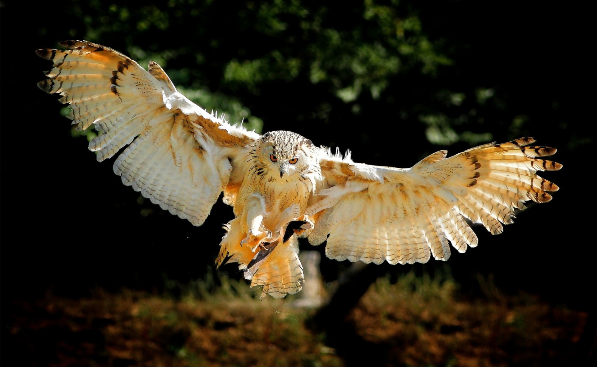 vögel flügel eule