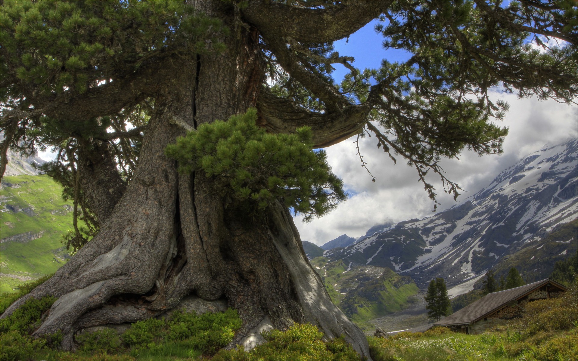 arbre montagnes nuages