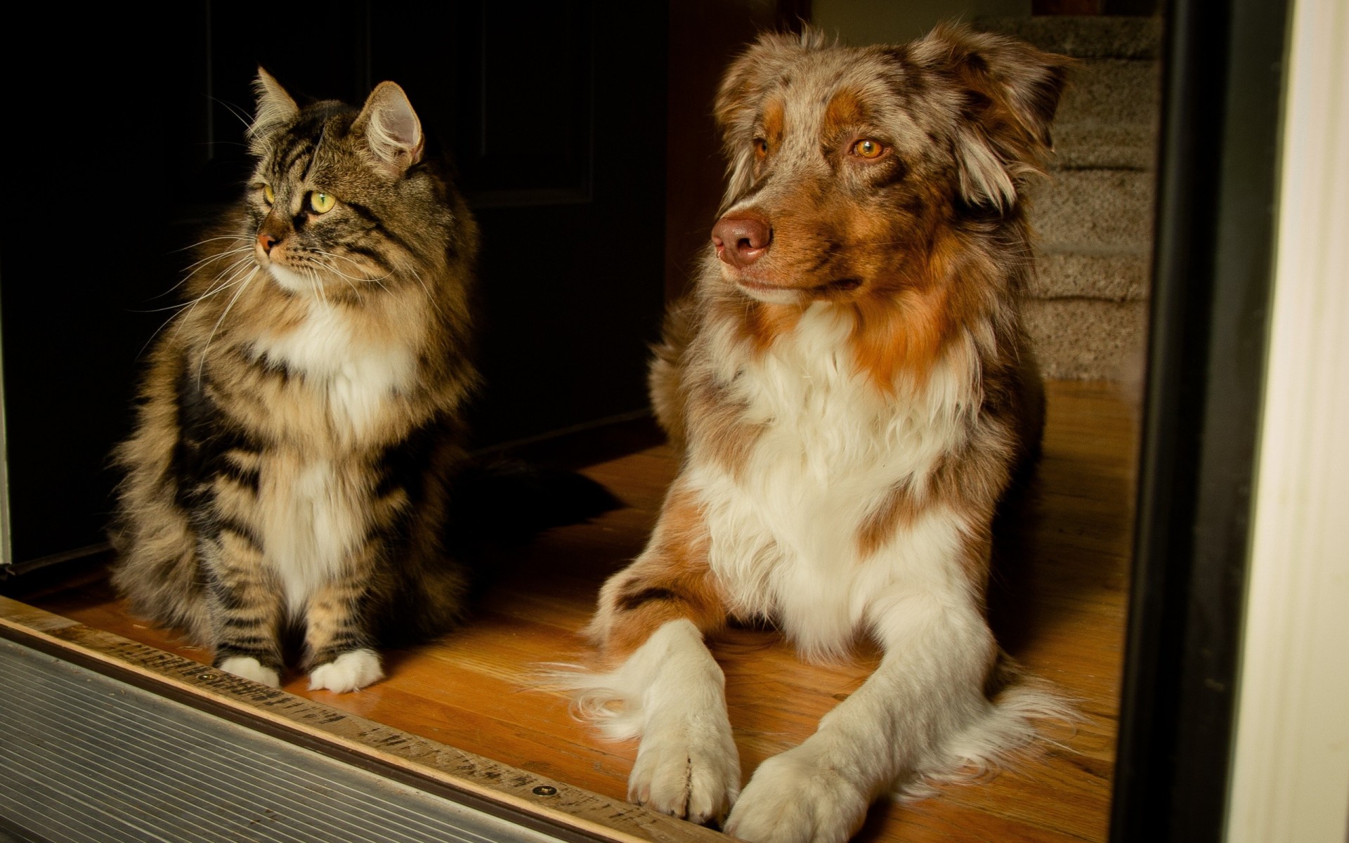 australian shepherd dog cat