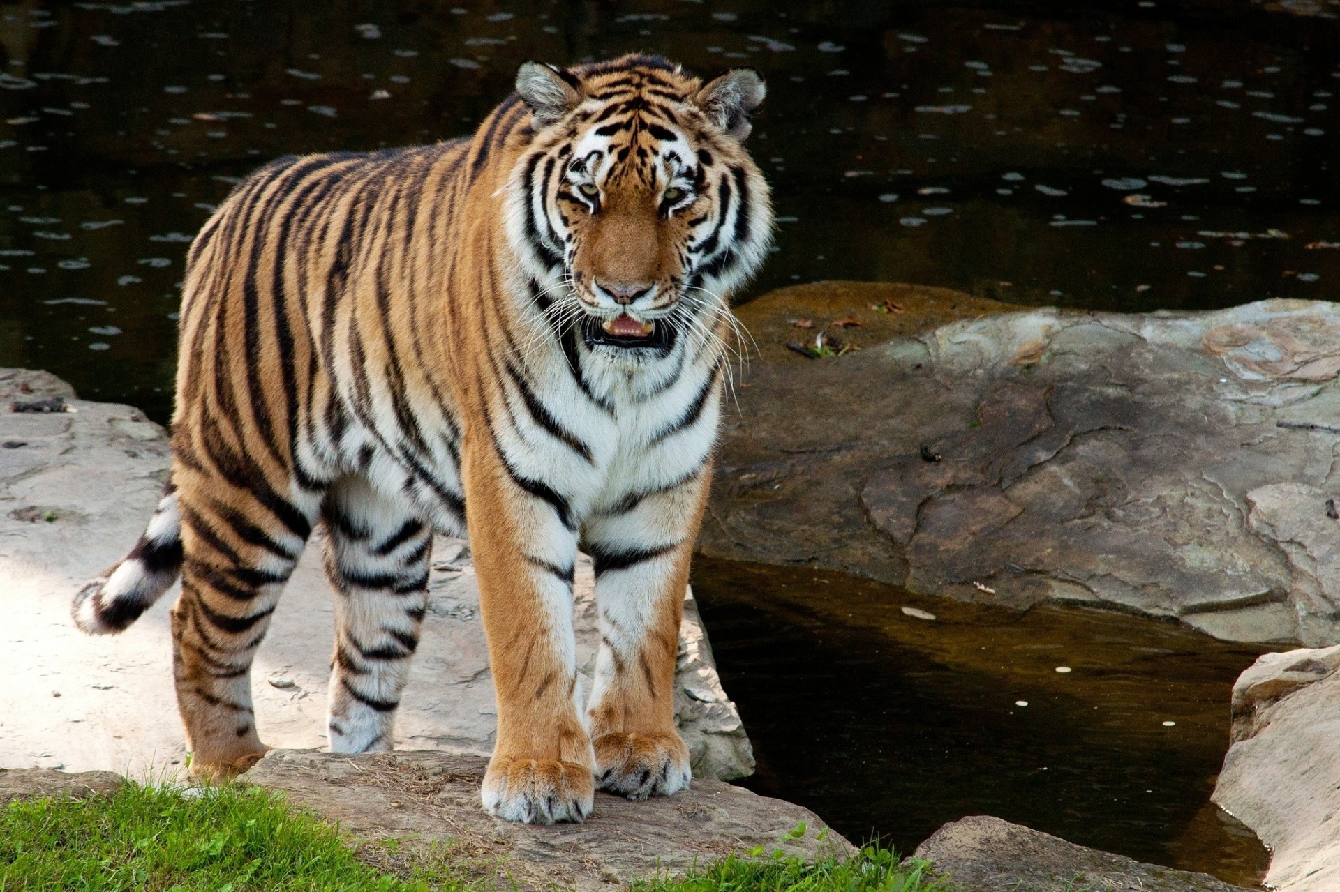 wild cat amur tiger tiger