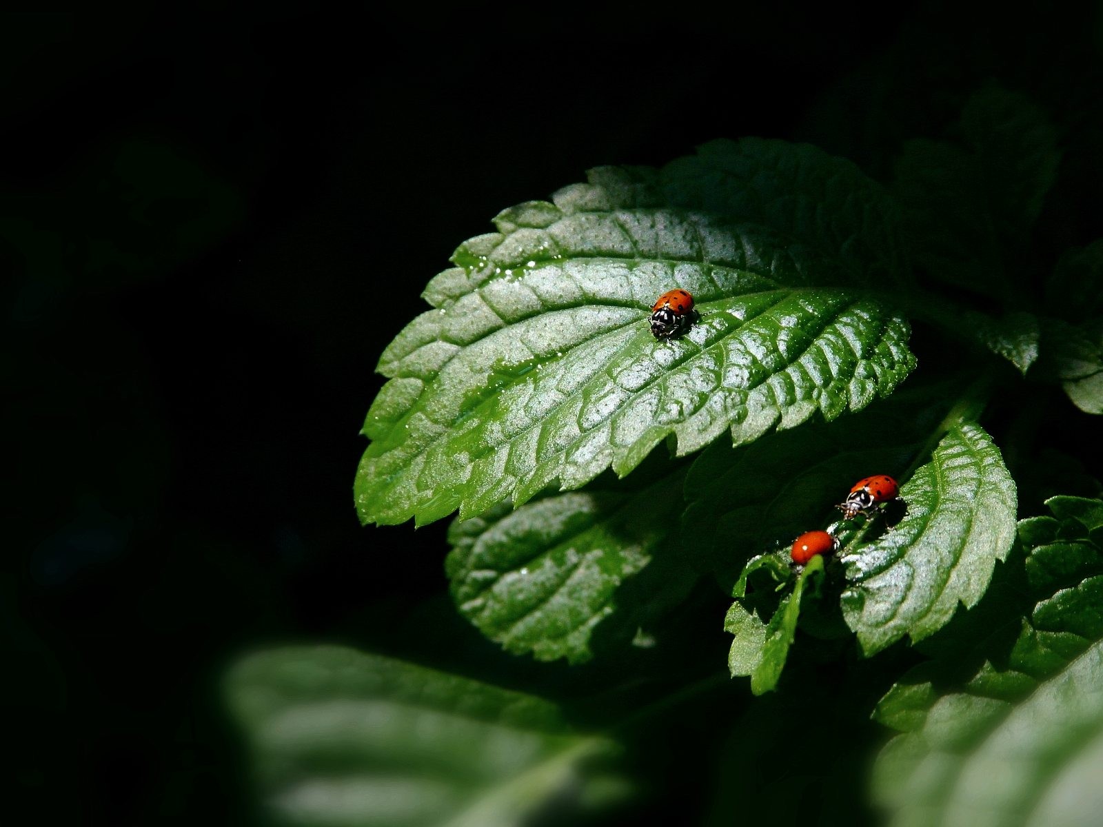 käfer schwarz blatt