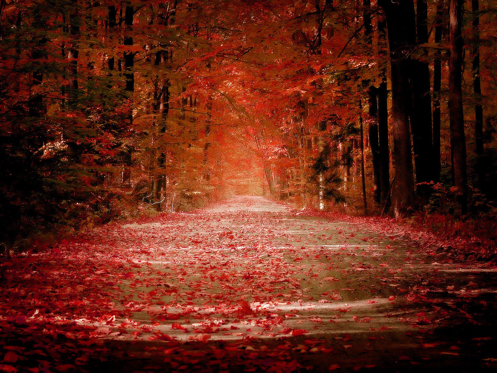 autumn leaves leaf road red alley