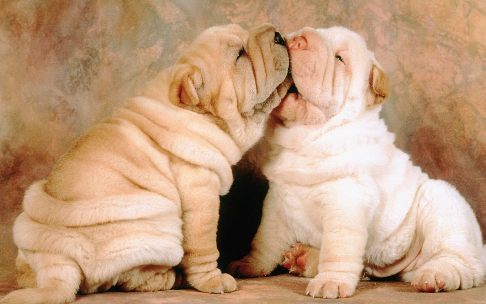 hunde welpen sharpei